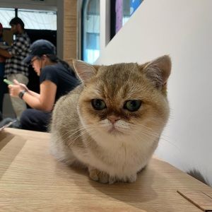 Meet your Posher, Elaine